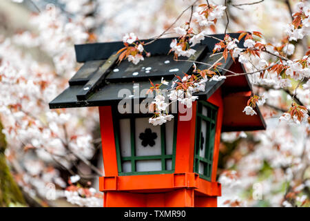 Kyoto, Japan cherry blossom sakura trees in spring with blooming flowers in garden park and orange lantern lamp during day closeup Stock Photo