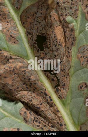 Downy Mildew spreading on opium poppy leaf destroying the cells and causing them to dry out and decompose, mildew Peronospora arborescens symptoms Stock Photo