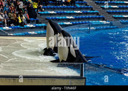 Haichang Ocean Park orca performance in Shanghai Stock Photo