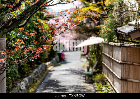 Kyoto residential neighborhood in spring with cherry blossom flower petals falling in April in Japan by traditional narrow alley street Stock Photo