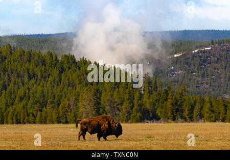 Bison warming up in Geyser Basin, Yellowstone National Park Stock Photo