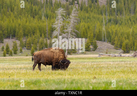 Bison feeding on grass in Yellowstone National Park, Wyoming, USA Stock Photo