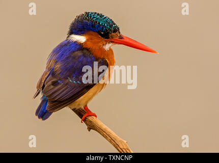 Malachite kingfisher perched on branch, side view, Kruger National Park, South Africa Stock Photo