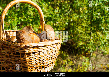 boletus mushrooms in a basket on forest background Stock Photo
