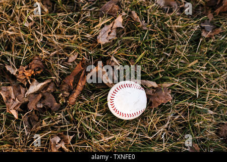 Baseball ball on damp grass with autumn leaves, overhead view Stock Photo