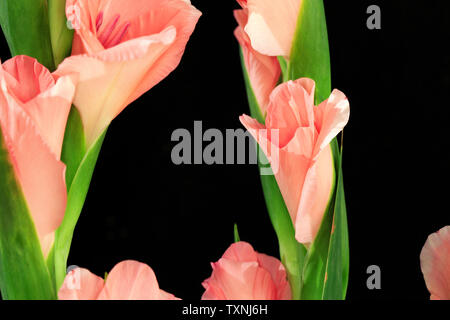 The blooming sword orchid. Stock Photo