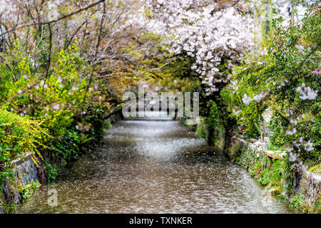 Kyoto residential neighborhood in spring with Takase river canal water in Japan on sunny day with sakura cherry blossom petals flowers falling from tr Stock Photo