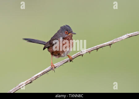 Dartford Warbler (Sylvia undata) perched on a branch Stock Photo - Alamy