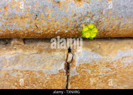 One vibrant green plant with some blossoms grows out of a barren stone wall - symbol for power, accomplishment, confidence, hope, growth - focus on fl Stock Photo