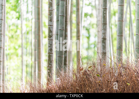 Kyoto, Japan Arashiyama bamboo forest park Sagano during spring day with straw and grove bokeh background Stock Photo