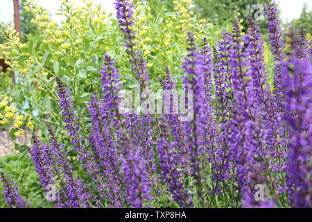 Purple flowers in Illinois Stock Photo - Alamy