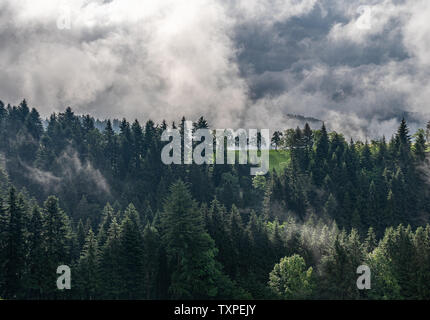 view on mystic trees in black forest, germany Stock Photo