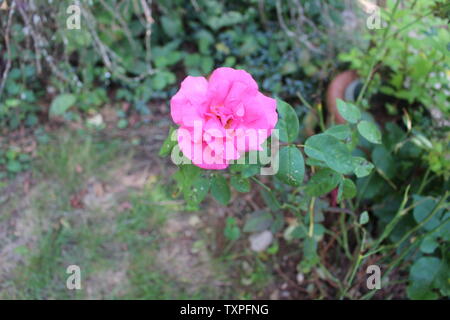 One lone pink rose with raindrops on the petals Stock Photo
