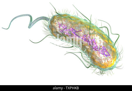 Illustration showing Escherichia coli bacteria (E. coli) with Nucleoid (DNA), Ribosomes, Cytoplasm, Flagellum and Fimbriae Stock Photo