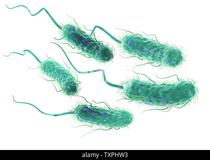 Illustration showing Escherichia coli bacteria (E. coli) Stock Photo