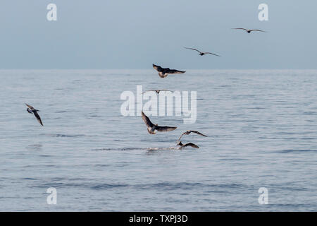 Many seagulls on the blue silver sea at sunset fighting for food Stock Photo