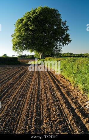 UK,Somerset,Chard,Snowdon Hill,Ploughed Field & Beech Trees Stock Photo