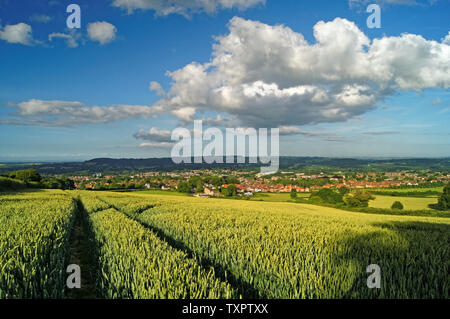 UK,Somerset,Chard,Snowdon Hill,Field of Crops overlooking Chard Town Stock Photo