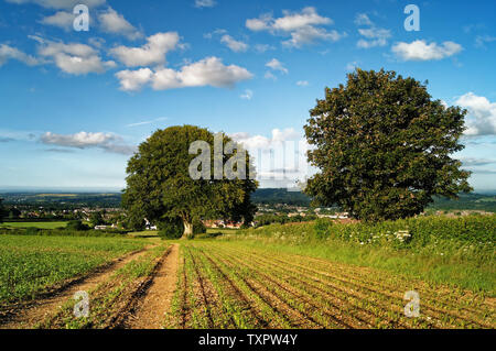 UK,Somerset,Chard,Snowdon Hill,Ploughed Field,Young Crops & Beech Trees overlooking Chard Stock Photo