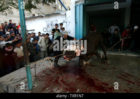 A Palestinian man slaughters a cow on the first day of the Muslim holiday of Eid al-Adha, in the Rafah Refugee Camp, southern Gaza, November 27, 2009. Most of the sacrificial animals in Gaza have been smuggled through tunnels between Rafah and Egypt as Israel still blocks their crossings with Gaza Strip. To celebrate the Eid festival Muslims slaughter animals to commemorate Abraham's willingness to sacrifice his son for God. UPI/Ismael Mohamad Stock Photo