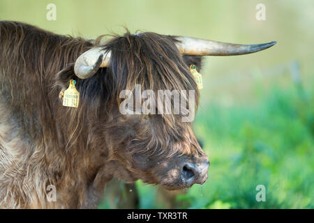 Highland cattle, Oberweser, Weser Uplands, Weserbergland, Hesse, Germany Stock Photo