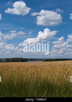 Feld mit blauen Himmel Stock Photo