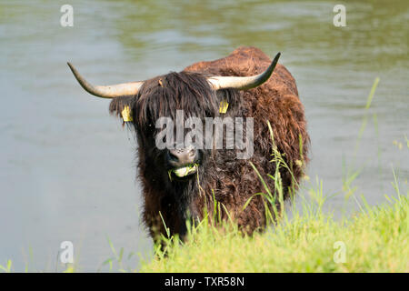 Highland cattle, Oberweser, Weser Uplands, Weserbergland, Hesse, Germany Stock Photo