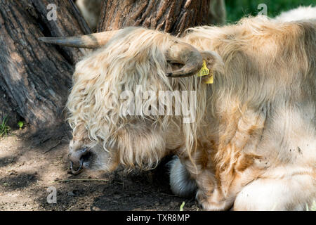 Highland cattle, Oberweser, Weser Uplands, Weserbergland, Hesse, Germany Stock Photo