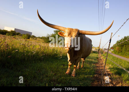 Longhorn Bull at Sunrise in Austin Texas Stock Photo