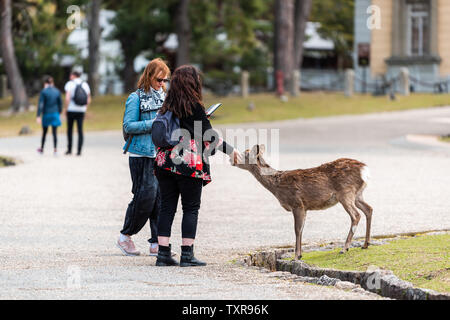 Nara, Japan - April 14, 2019: People women tourists in city park petting close to deer begging for food Stock Photo