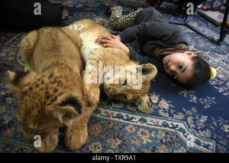 The grandchild of Palestinian Saad al-Jamal, play with lion cubs inside their family house in the Rafah refugee camp in the southern Gaza Strip, on March 19, 2015. Al-Jamal said he bought a pair of two-month-old cubs from the Rafah Zoo which were believed to have been smuggled into Gaza through a tunnel along the border with Egypt nearly three years ago.  Ahmed Juma, a owner of the zoo said, the zoo could no longer provide for them. Photo by Ismael Mohamad/UPI Stock Photo