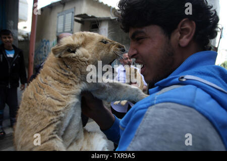 The grandchild of Palestinian Saad al-Jamal, play with a lion cub outside their family house in the Rafah refugee camp in the southern Gaza Strip, on March 19, 2015. Al-Jamal said he bought a pair of two-month-old cubs from the Rafah Zoo which were believed to have been smuggled into Gaza through a tunnel along the border with Egypt nearly three years ago.  Ahmed Juma, a owner of the zoo said, the zoo could no longer provide for them. Photo by Ismael Mohamad/UPI Stock Photo