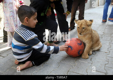 The grandchild of Palestinian Saad al-Jamal, play with a lion cub outside their family house in the Rafah refugee camp in the southern Gaza Strip, on March 19, 2015. Al-Jamal said he bought a pair of two-month-old cubs from the Rafah Zoo which were believed to have been smuggled into Gaza through a tunnel along the border with Egypt nearly three years ago.  Ahmed Juma, a owner of the zoo said, the zoo could no longer provide for them. Photo by Ismael Mohamad/UPI Stock Photo