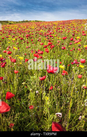 The spectacular sight of a field of Common Poppies Papaver rhoeas and Corn Marigolds Glebionis segetum moving in the wind and growing on West Pentire Stock Photo