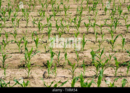 Maize field Stock Photo