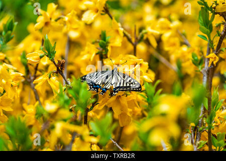 Nara, Japan garden during spring with closeup of yellow forsythia flowers and swallowtail butterfly Stock Photo