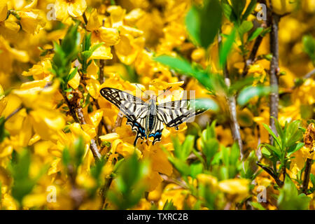 Nara, Japan garden during spring with yellow forsythia flowers and swallowtail butterfly closeup Stock Photo