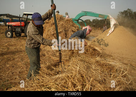 Palestinian farmers grind load a combine harvester with wheat during ...