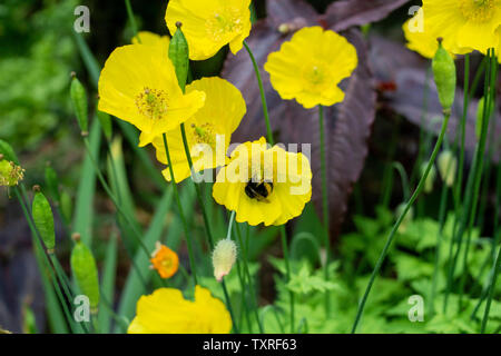 A bumble bee collecting nectar from a yellow Welsh Poppy (Meconopsis cambrica) flower, Stock Photo