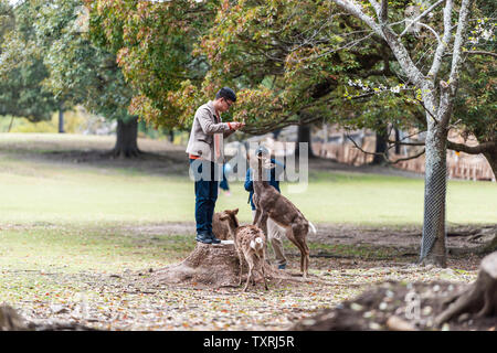 Nara, Japan - April 14, 2019: People tourist on city park feeding training deer feeding rice crackers and trick Stock Photo