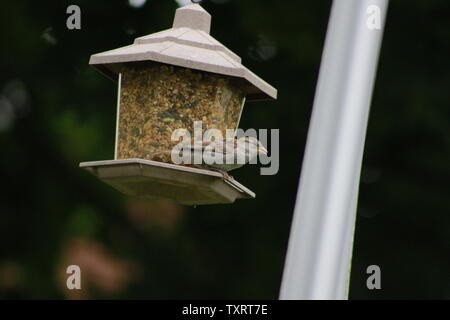 House Sparrow With Suet Pellet In Bill On Bird Feeder Passer