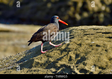A Black oystercatcher bird (Haematopus bachmani) foraging for shellfish on a rocky beach on Vancouver Island British Columbia Canada. Stock Photo