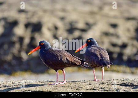 Two Black oystercatcher birds (Haematopus bachmani) foraging  on a rocky beach on Vancouver Island British Columbia Canada. Stock Photo