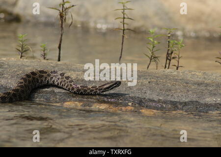Eastern Massasauga Rattlesnake (Sistrurus catenatus catenatus) from Ontario, Canada Stock Photo