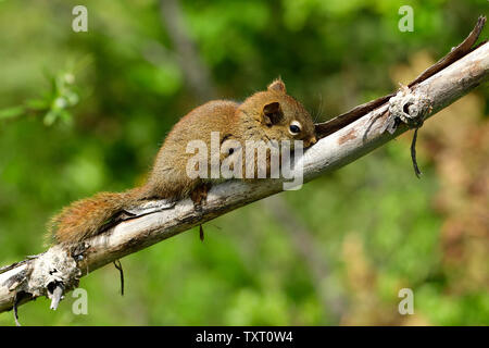 A young red squirrel 'Tamiasciurus hudsonicus', resting on a dead branch in rural Alberta Canada. Stock Photo