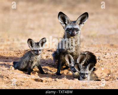 Bat-eared fox family portrait in the kgalagadi Transfrontier park. Otocyon megalotis Stock Photo