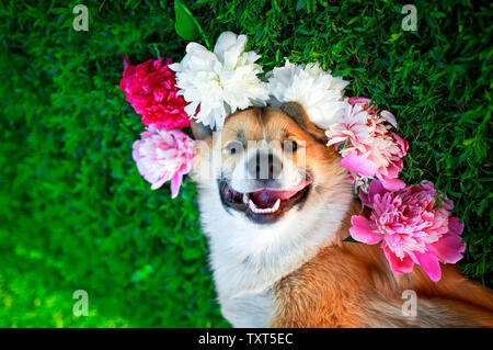beautiful portrait of a cute puppy dog corgi lies on a natural green meadow surrounded by lush grass and flowers of pink fragrant peony and in white Stock Photo