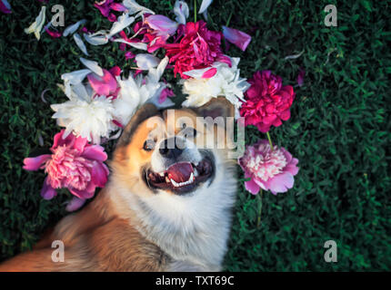 beautiful portrait of a cute puppy dog corgi lies on a natural green meadow surrounded by lush grass and flowers of pink fragrant peony and in white Stock Photo