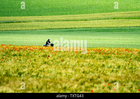 Common red poppy, corn field, biking way, near Oberweser, Weser Uplands, Weserbergland, Hesse, Germany Stock Photo