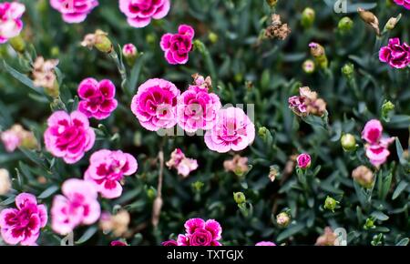 Dianthus ‘EverLast Burgundy Blush’ Stock Photo